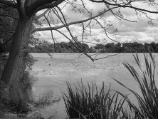 the mere at ellesmere.jpg